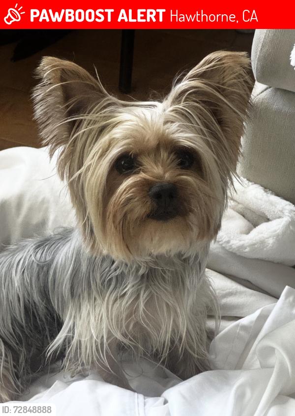 Lost Female Dog last seen 140th Street and Truro Ave, Hawthorne, CA 90260