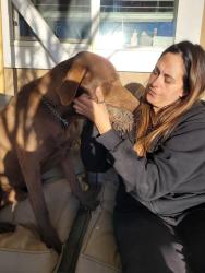 Lost Male Dog last seen Burro, Golden Valley, AZ 86413