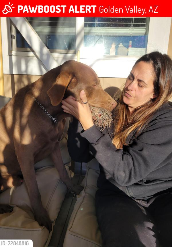 Lost Male Dog last seen Burro, Golden Valley, AZ 86413