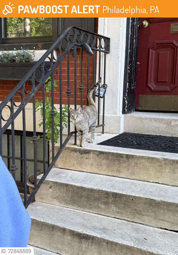 Found/Stray Female Cat last seen 15th and Mt Vernon St, Philadelphia, Philadelphia, PA 19130
