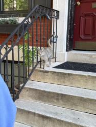 Found/Stray Female Cat last seen 15th and Mt Vernon St, Philadelphia, Philadelphia, PA 19130