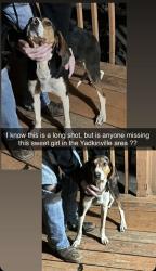 Found/Stray Female Dog last seen Dinkins bottem, Yadkin County, NC 27055