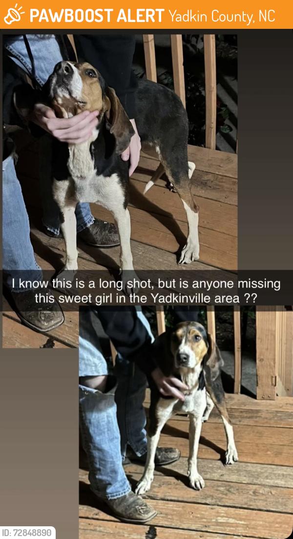Found/Stray Female Dog last seen Dinkins bottem, Yadkin County, NC 27055