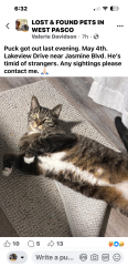 Lost Male Cat last seen Jasmine Blvd. , New Port Richey, FL 34654