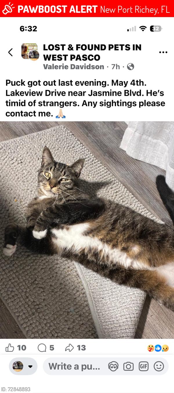 Lost Male Cat last seen Jasmine Blvd. , New Port Richey, FL 34654