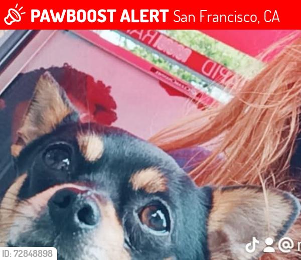 Lost Male Dog last seen Jones Street , San Francisco, CA 94117