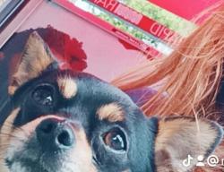 Lost Male Dog last seen Jones Street , San Francisco, CA 94117