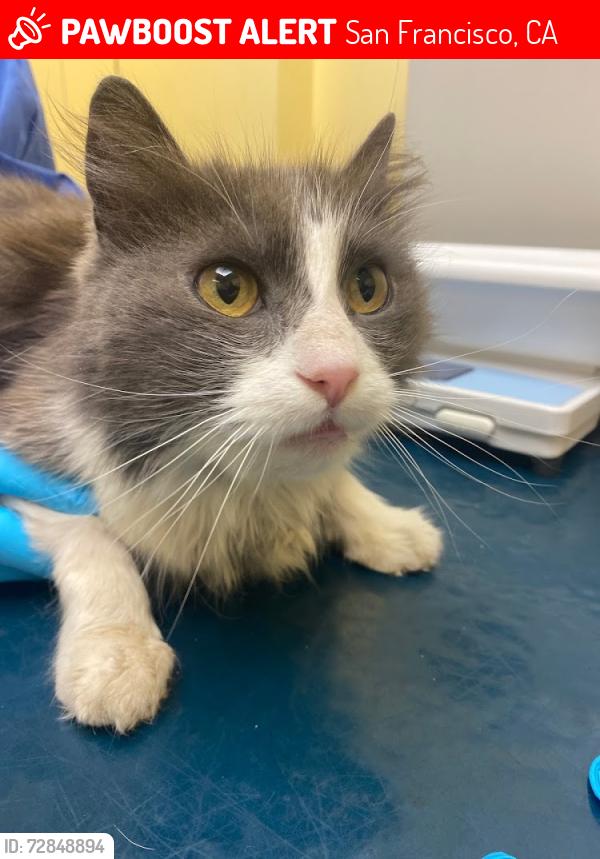 Lost Male Cat last seen Brookdale & Santos Street, San Francisco, CA 94134