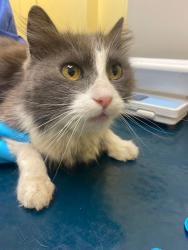 Lost Male Cat last seen Brookdale & Santos Street, San Francisco, CA 94134