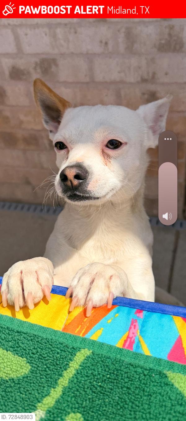 Lost Male Dog last seen Briarwood , Midland, TX 79707