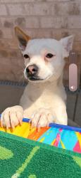 Lost Male Dog last seen Briarwood , Midland, TX 79707