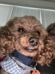 Found/Stray Male Dog last seen Sequoyah drive, Oklahoma City, OK 73013