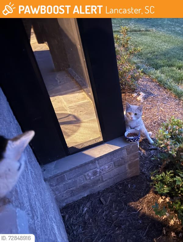 Found/Stray Male Cat last seen Near Stones Throw Lane & Lancaster Hwy, Lancaster, SC 29720