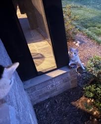 Found/Stray Male Cat last seen Near Stones Throw Lane & Lancaster Hwy, Lancaster, SC 29720