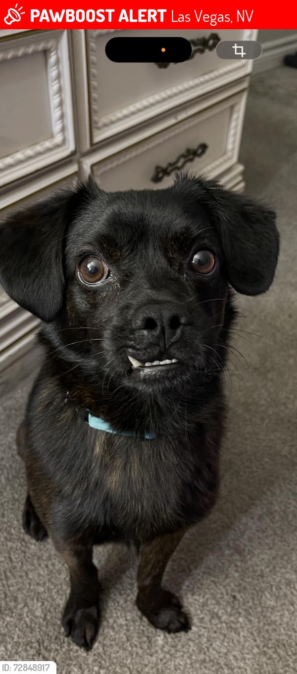 Lost Male Dog last seen Near E Sahara av , Las Vegas, NV 89104