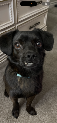 Lost Male Dog last seen Near E Sahara av , Las Vegas, NV 89104