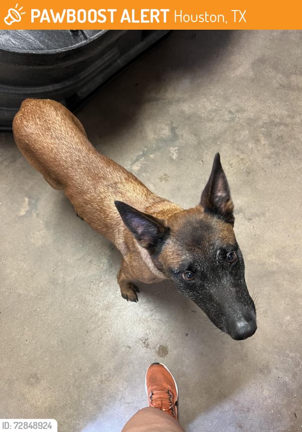 Found/Stray Female Dog last seen Dobie High Schol, Houston, TX 77089