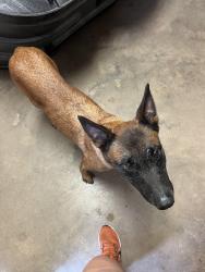 Found/Stray Female Dog last seen Dobie High Schol, Houston, TX 77089