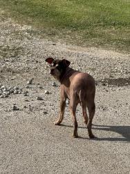 Found/Stray Male Dog last seen Matis Road - South Mitc Road , Mansfield, TX 76063