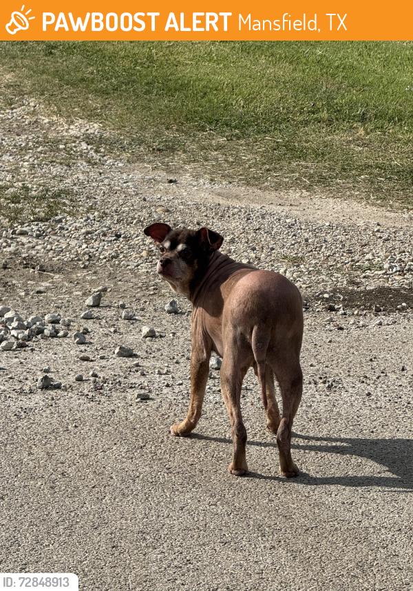 Found/Stray Male Dog last seen Matis Road - South Mitc Road , Mansfield, TX 76063