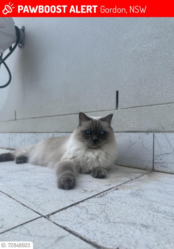 Lost Male Cat last seen Cecil Street, Gordon, NSW., Gordon, NSW 2072