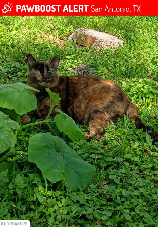 Lost Female Cat last seen Parhaven and Town Oak, San Antonio, TX 78232