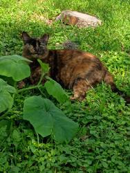 Lost Female Cat last seen Parhaven and Town Oak, San Antonio, TX 78232
