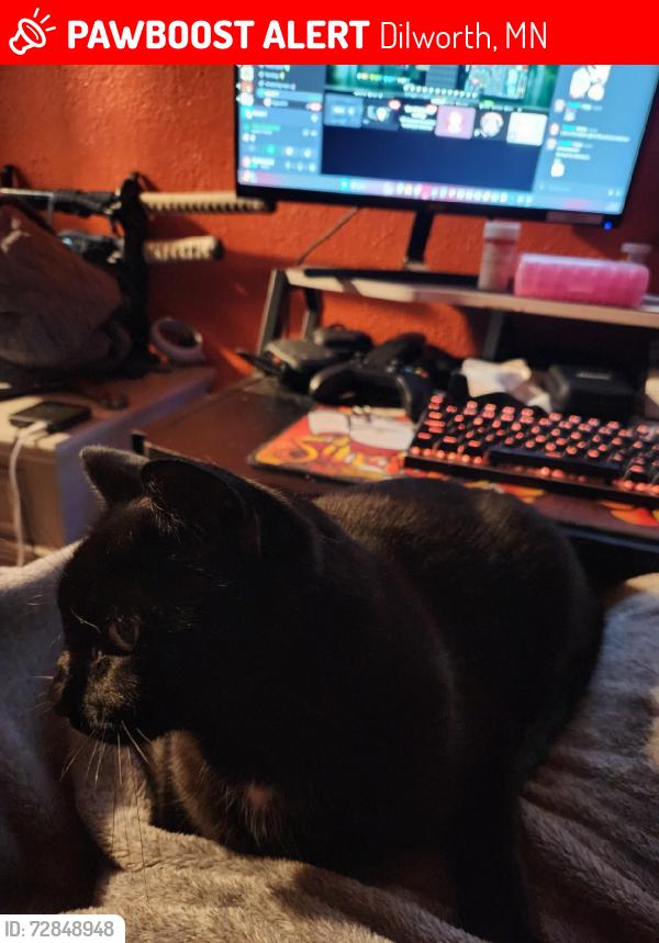 Lost Male Cat last seen 1st ave and 3rd Street NE, Dilworth, MN 56529