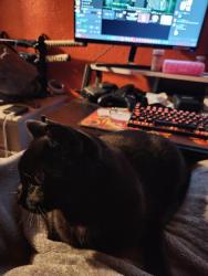Lost Male Cat last seen 1st ave and 3rd Street NE, Dilworth, MN 56529