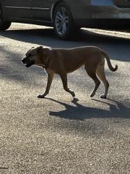 Found/Stray Unknown Dog last seen Taco truck and gas station, High Point, NC 27265