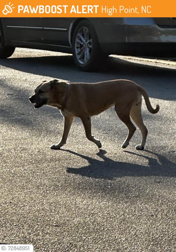 Found/Stray Unknown Dog last seen Taco truck and gas station, High Point, NC 27265