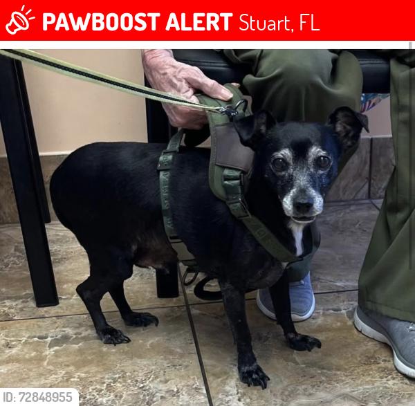 Lost Male Dog last seen Aster Lane and SE Indian Street, Stuart, FL 34995