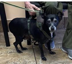 Lost Male Dog last seen Aster Lane and SE Indian Street, Stuart, FL 34995