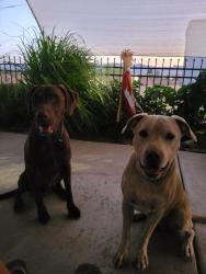 Lost Male Dog last seen Burro, Golden Valley, AZ 86413