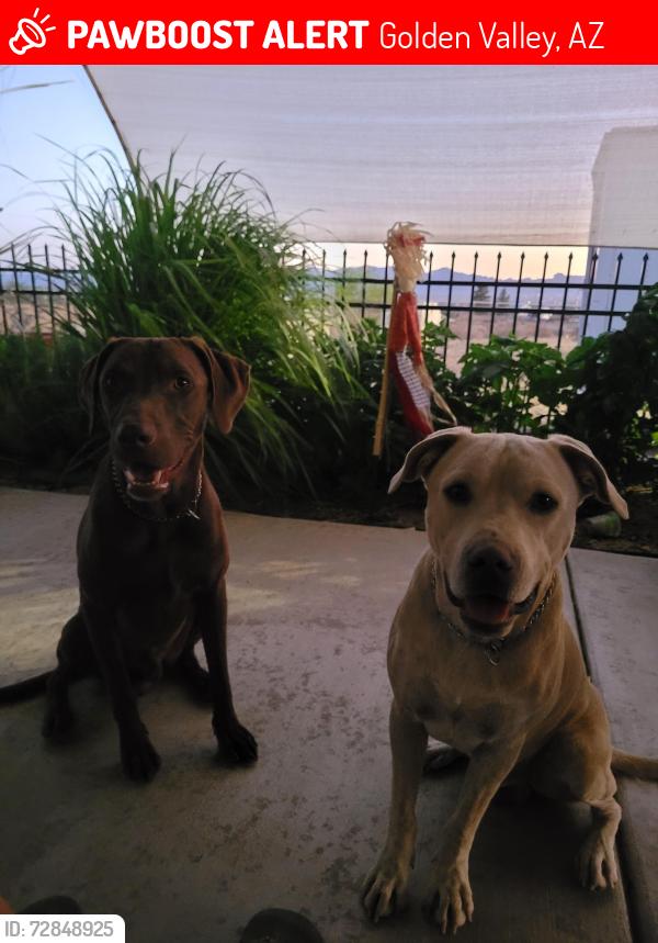 Lost Male Dog last seen Burro, Golden Valley, AZ 86413