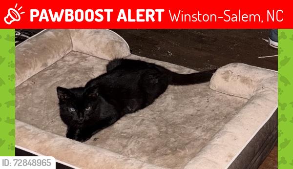 Lost Male Cat last seen Sanford Dr, Winston-Salem, NC 27105