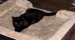 Lost Male Cat last seen Sanford Dr, Winston-Salem, NC 27105