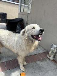 Found/Stray Male Dog last seen Third St & S Main St, Corona, CA 92879