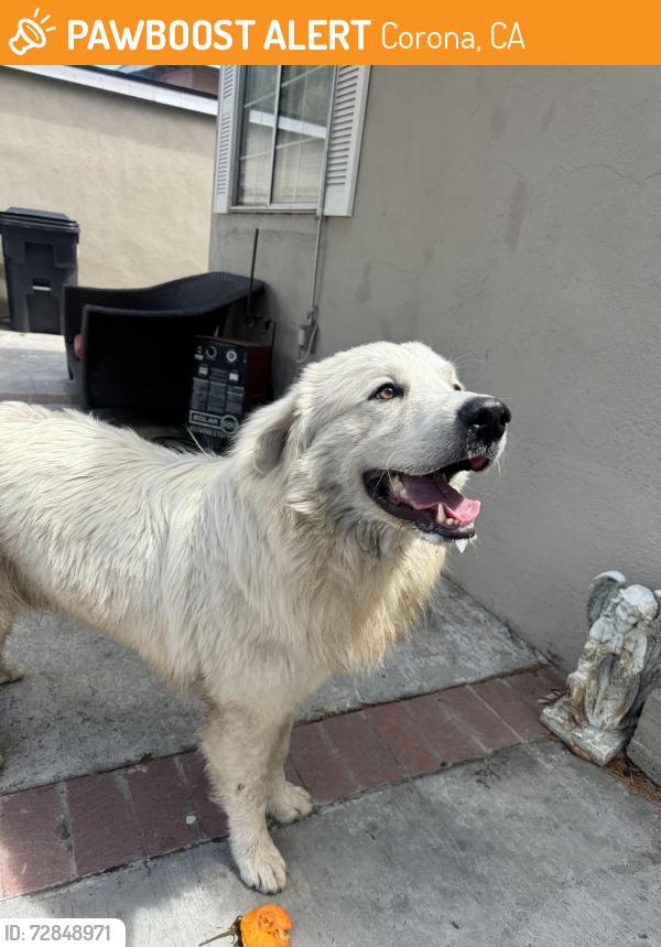 Found/Stray Male Dog last seen Third St & S Main St, Corona, CA 92879