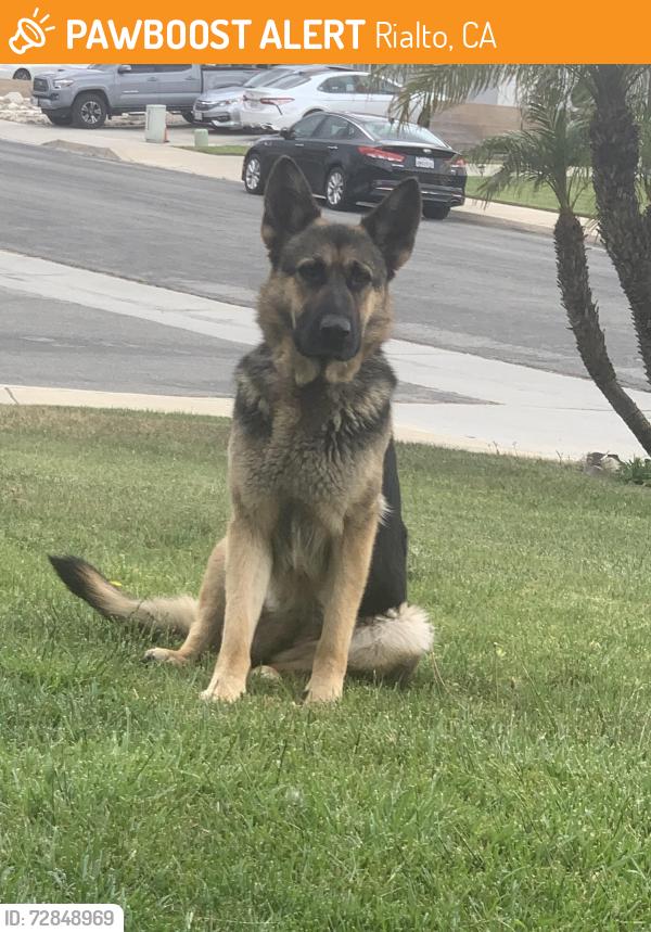Found/Stray Female Dog last seen Locust and Buena Vista Dr, Rialto, CA 92377