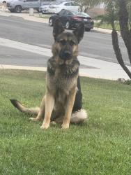Found/Stray Female Dog last seen Locust and Buena Vista Dr, Rialto, CA 92377