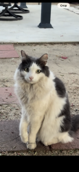 Lost Male Cat last seen Anderson Ct, Duke St, Redlands, CA 92374