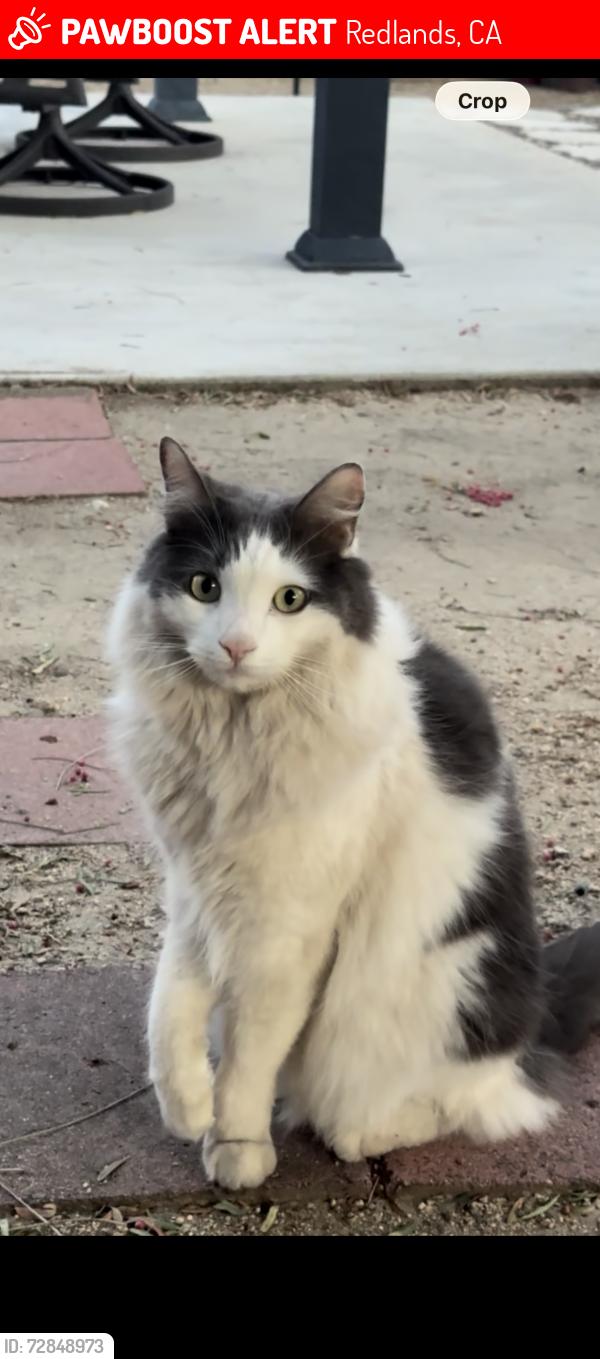 Lost Male Cat last seen Anderson Ct, Duke St, Redlands, CA 92374