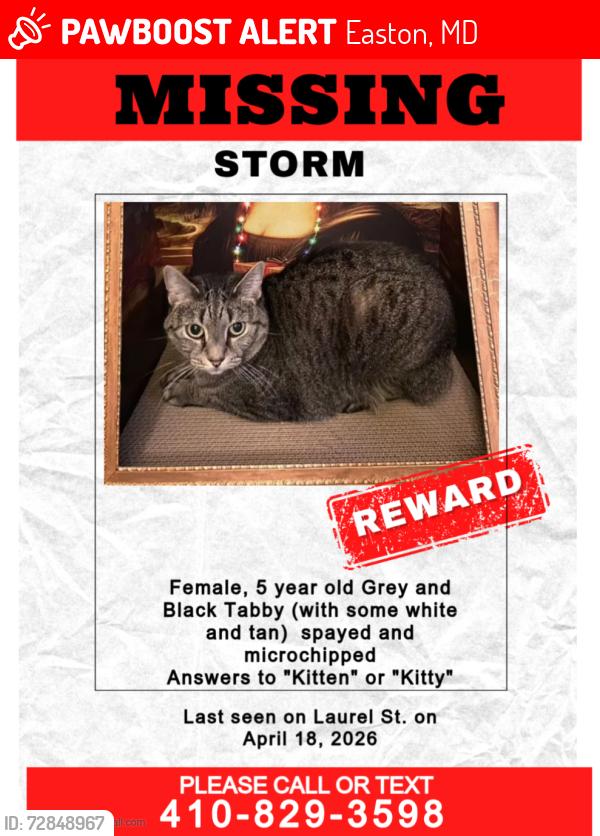 Lost Female Cat last seen Laurel Street and Chapel Farm Drive in Chapel Farms Development, Easton, MD 21601