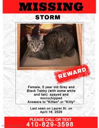 Lost Female Cat last seen Laurel Street and Chapel Farm Drive in Chapel Farms Development, Easton, MD 21601