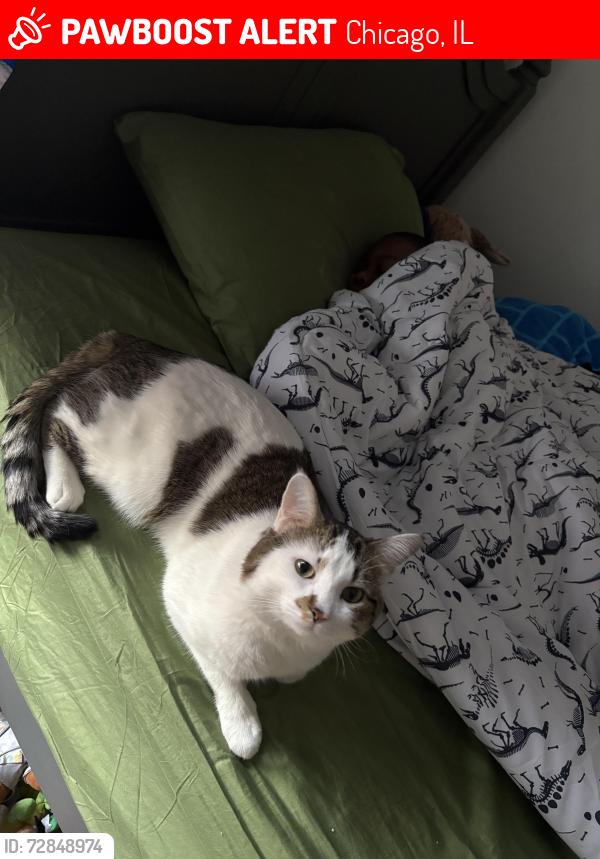 Lost Male Cat last seen By gas station , near 50-51 Michigan , Chicago, IL 60615
