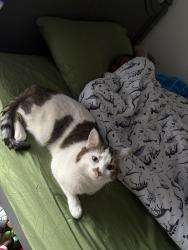 Lost Male Cat last seen By gas station , near 50-51 Michigan , Chicago, IL 60615
