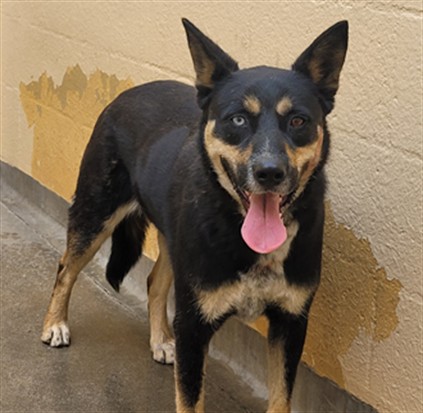 Shelter Stray Male Dog last seen , Chatsworth, CA 91311