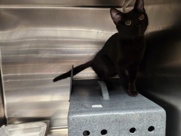 Shelter Stray Unknown Cat last seen , Los Angeles, CA 90025