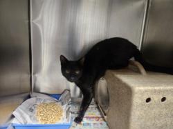 Shelter Stray Male Cat last seen , Los Angeles, CA 90025